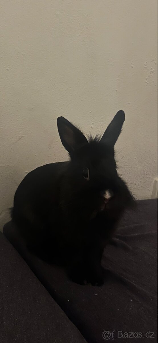 Králíček k adopci - 2