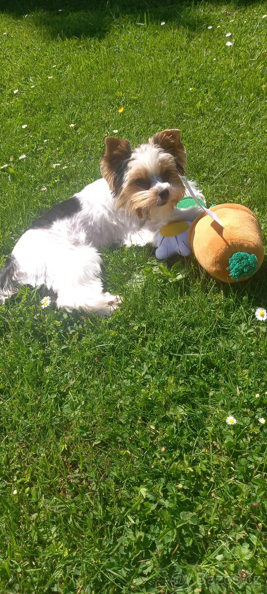 Biewer terier krití - 2