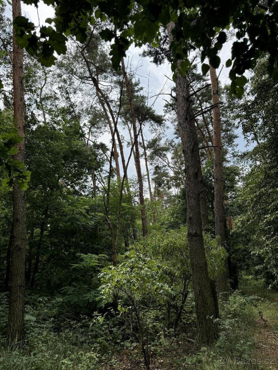 Prodám pozemky v k.ú. Kojice - 2