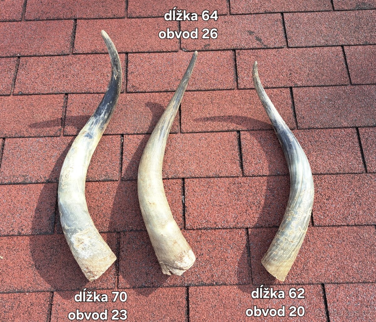 Trofeje, rohy maďarský stepný - 2