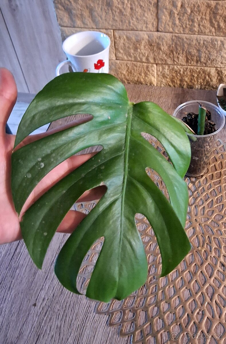 Monstera - 2
