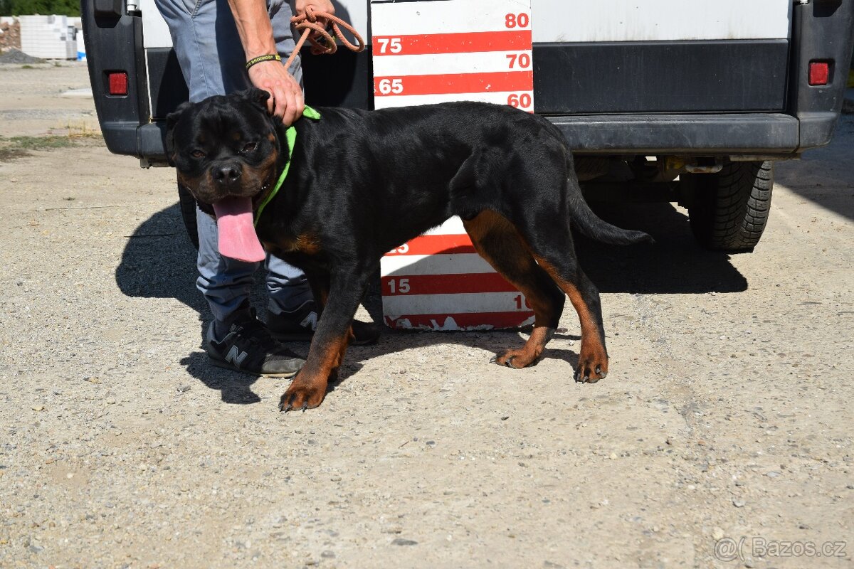 Rocky hledá domov - 2