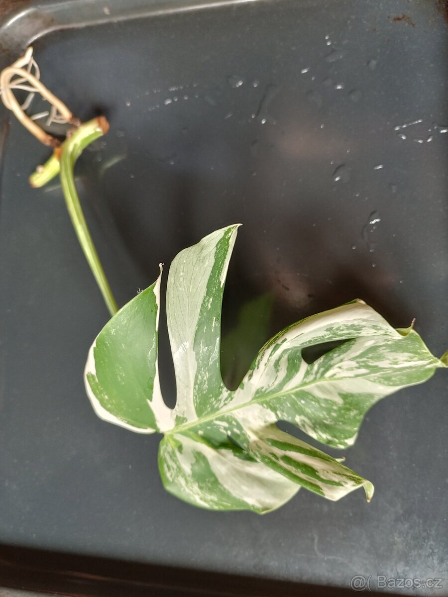 Monstera deliciosa variegata - 2