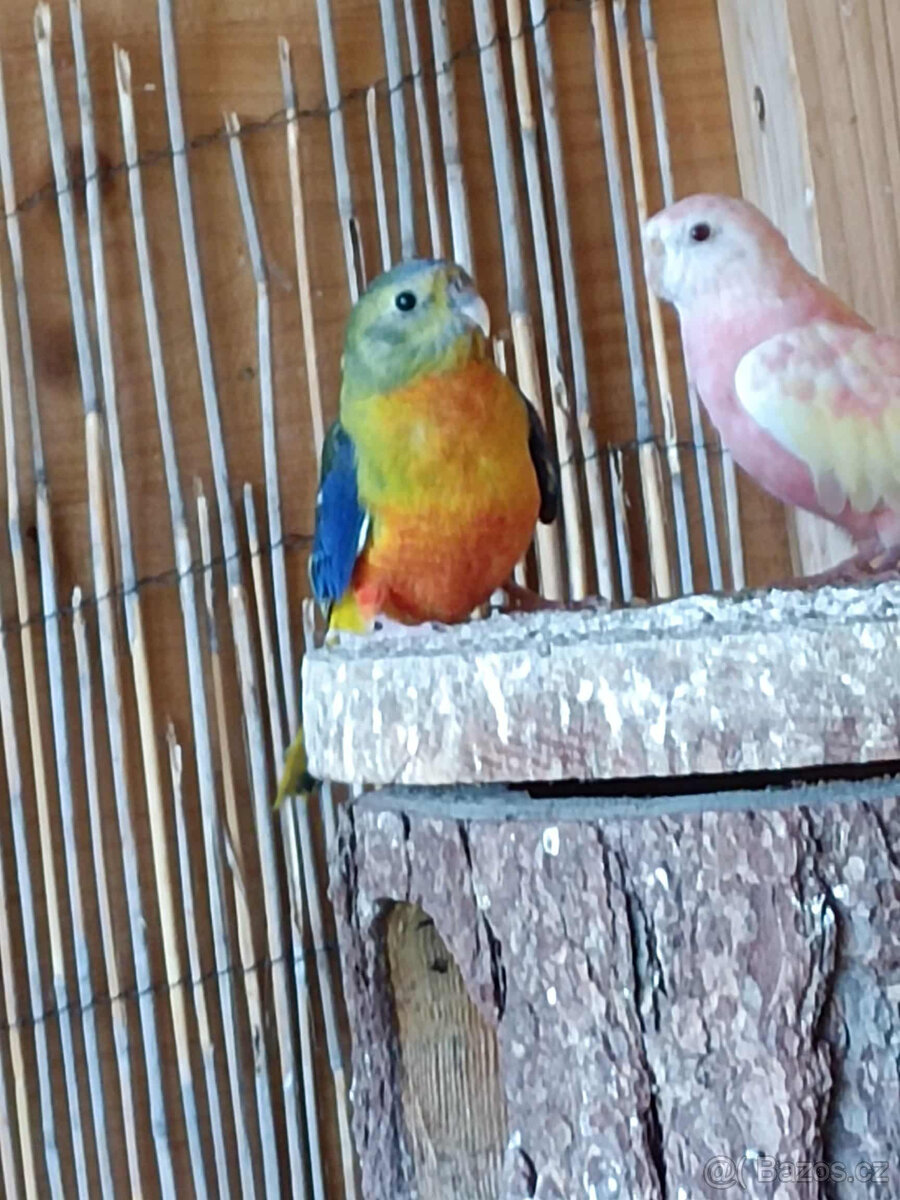 neoféma tyrkysová - 2