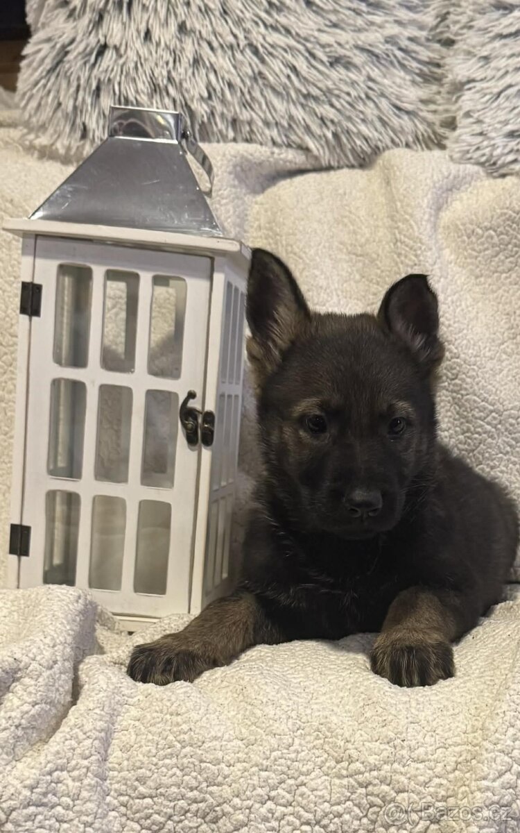 Německý ovčák s PP - 2