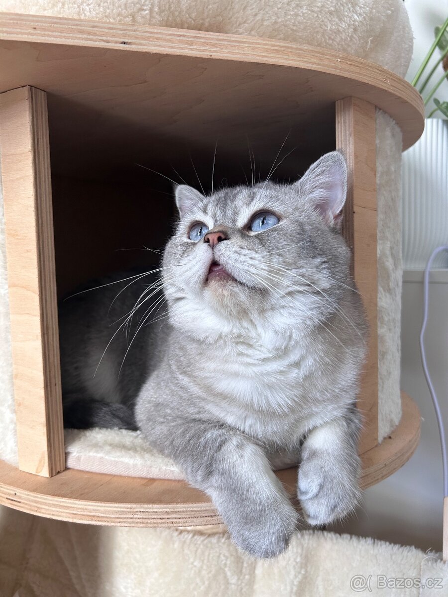 Skotský kocour s PP - 2