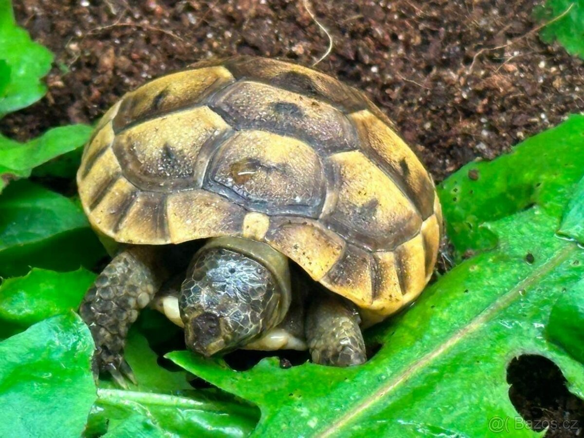 Suchozemská želva - Testudo hermanni - 2