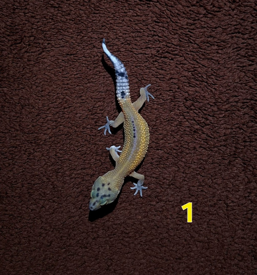 Gekončík noční samičky - 2