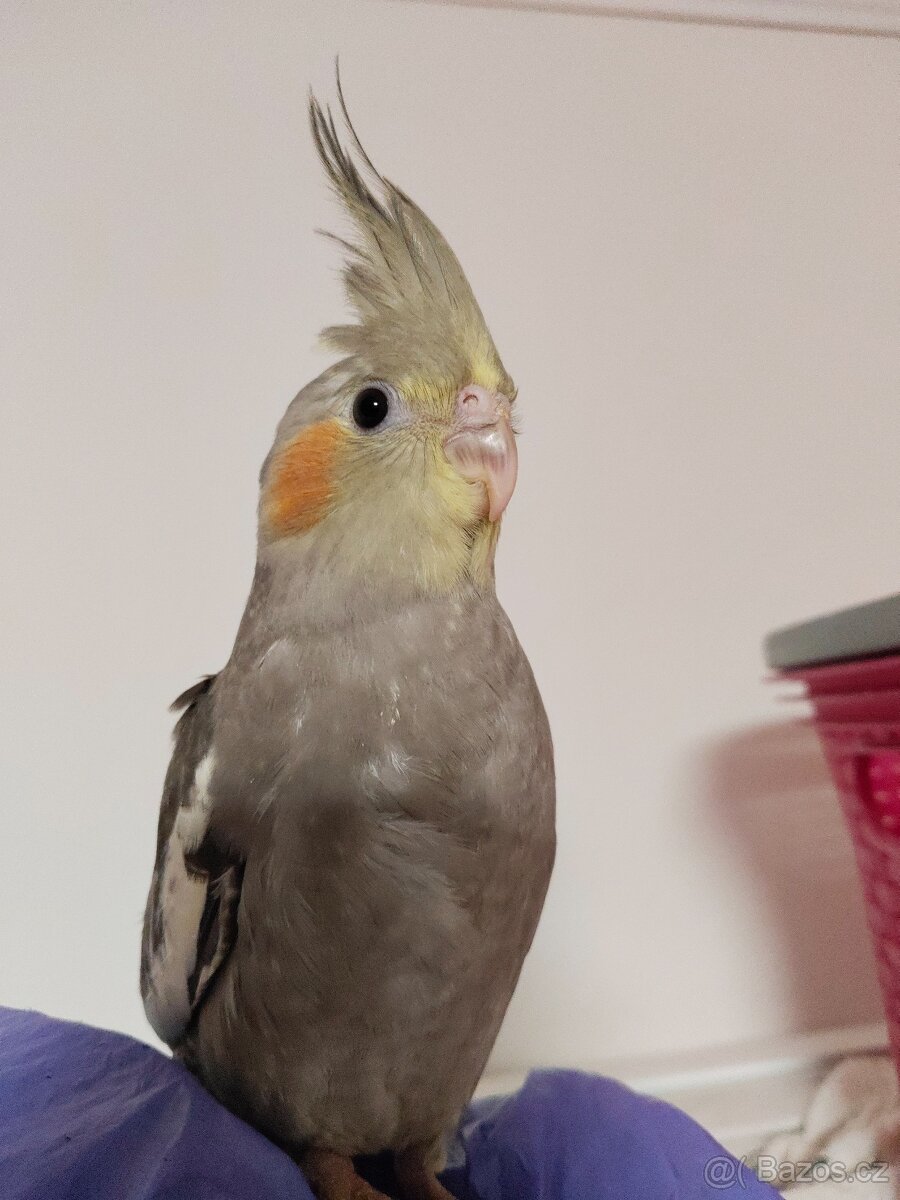 Korela chocholatá - 2