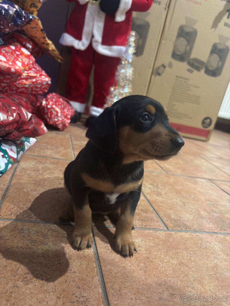 Jezevčík x Jorkšírský teriér - 2