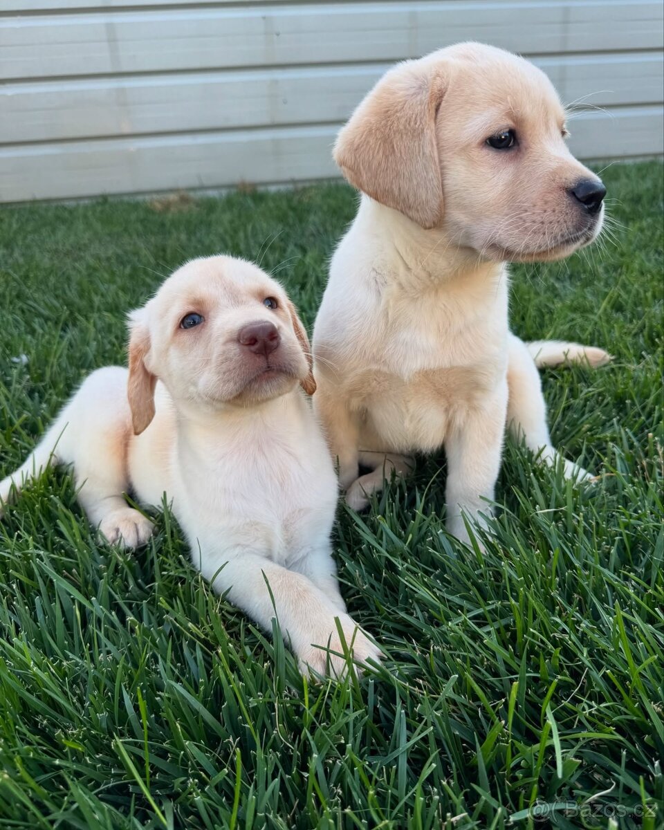 Labradorský retrívr - 2