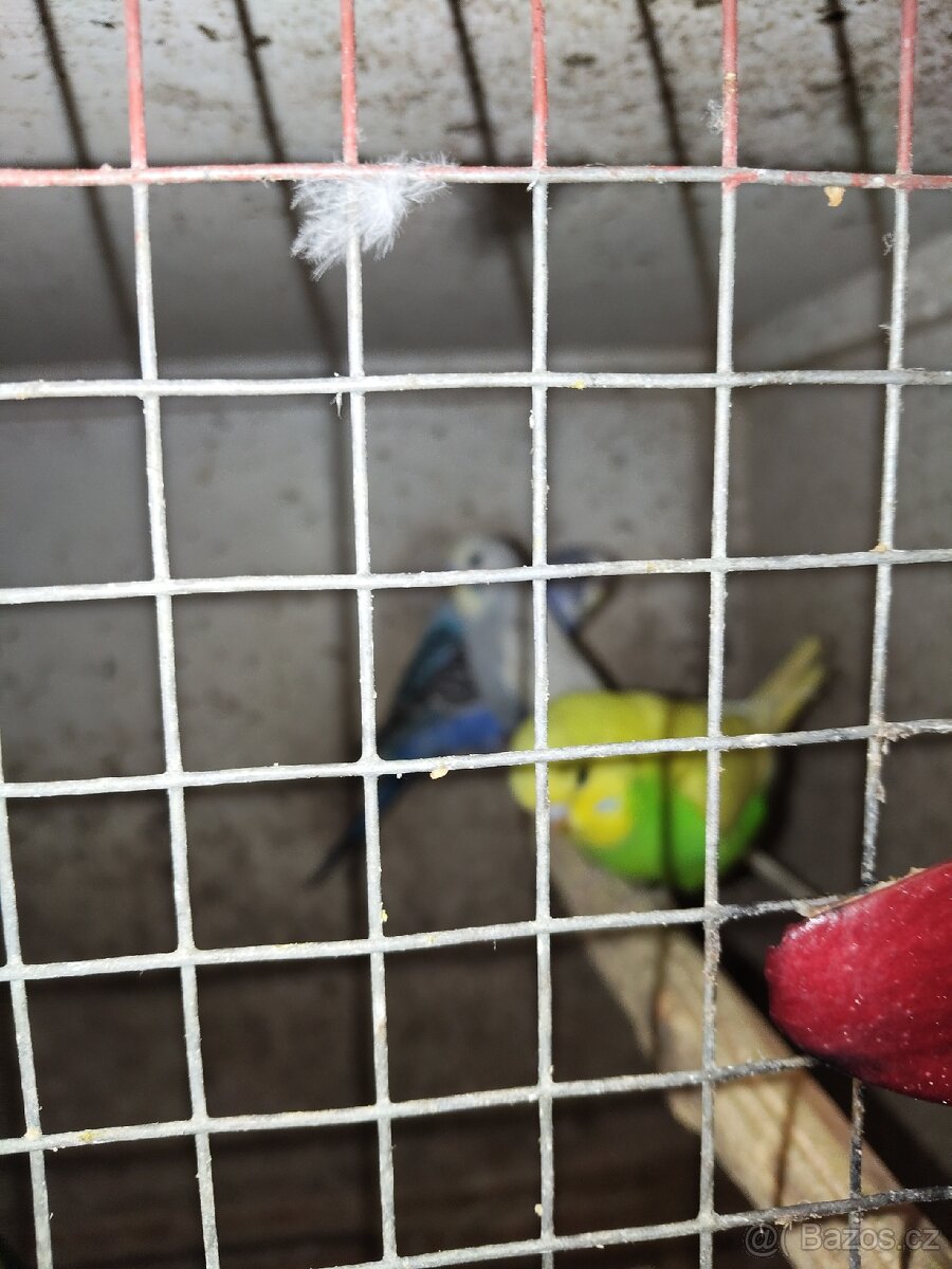 Andulky 739310328 - 2