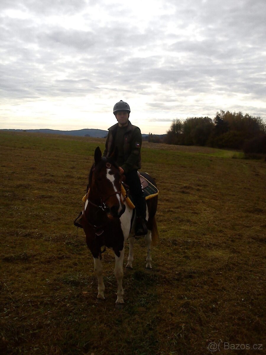 Klisna hnědý strakoš - 2