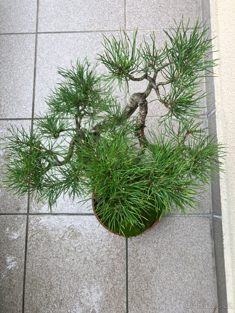 Bonsai, Bonsaj borovice lesní - 2