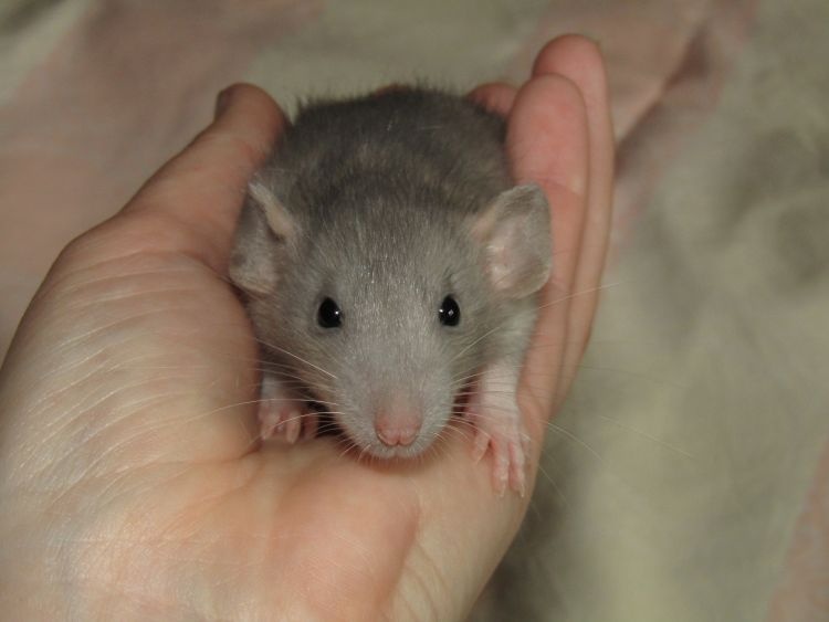 Dumbo, obláčkový efekt - mláďata potkánků s výpisem předků - 2