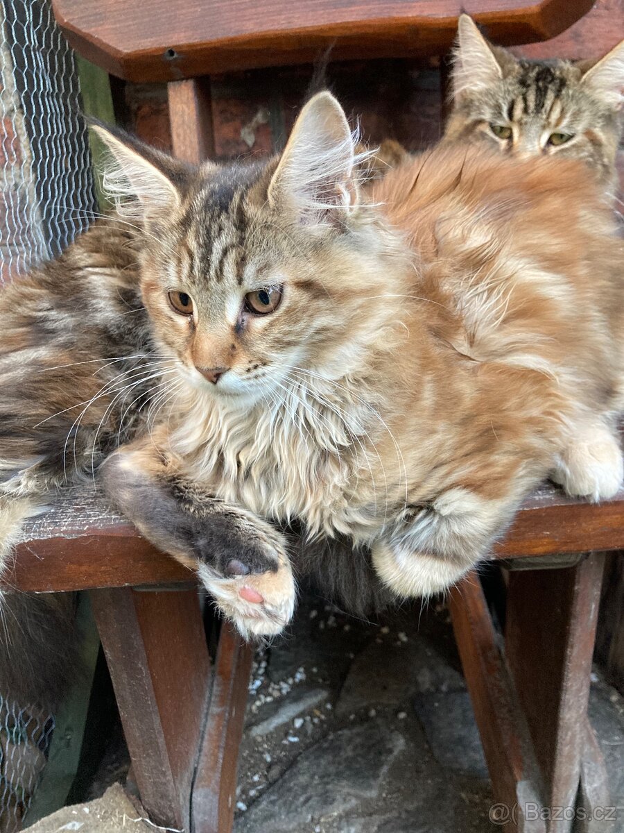 Mainská mývalí s pp, - 2