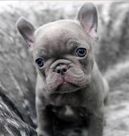 Francouzský buldoček - 2