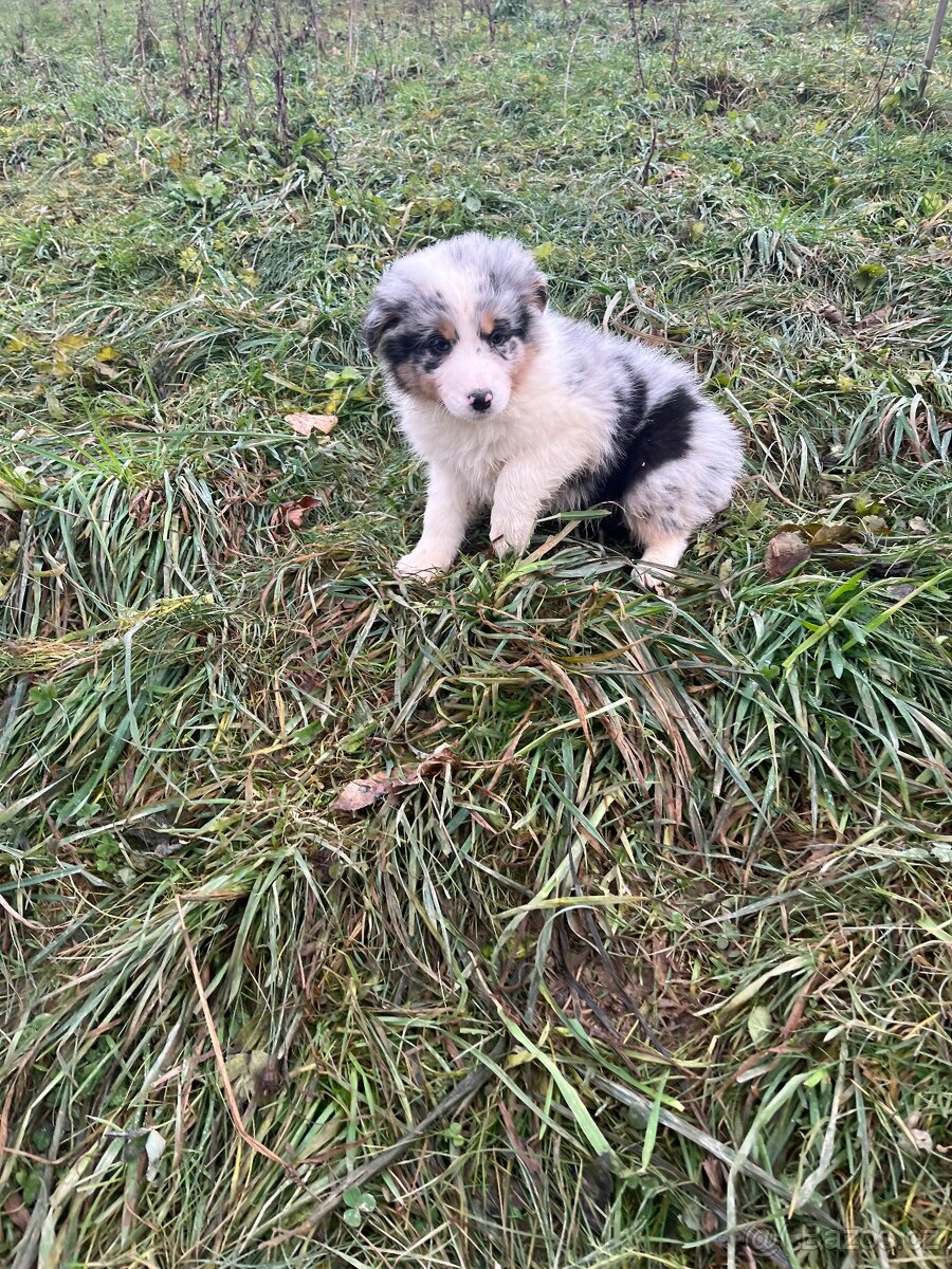 Border kolie bez pp - 2