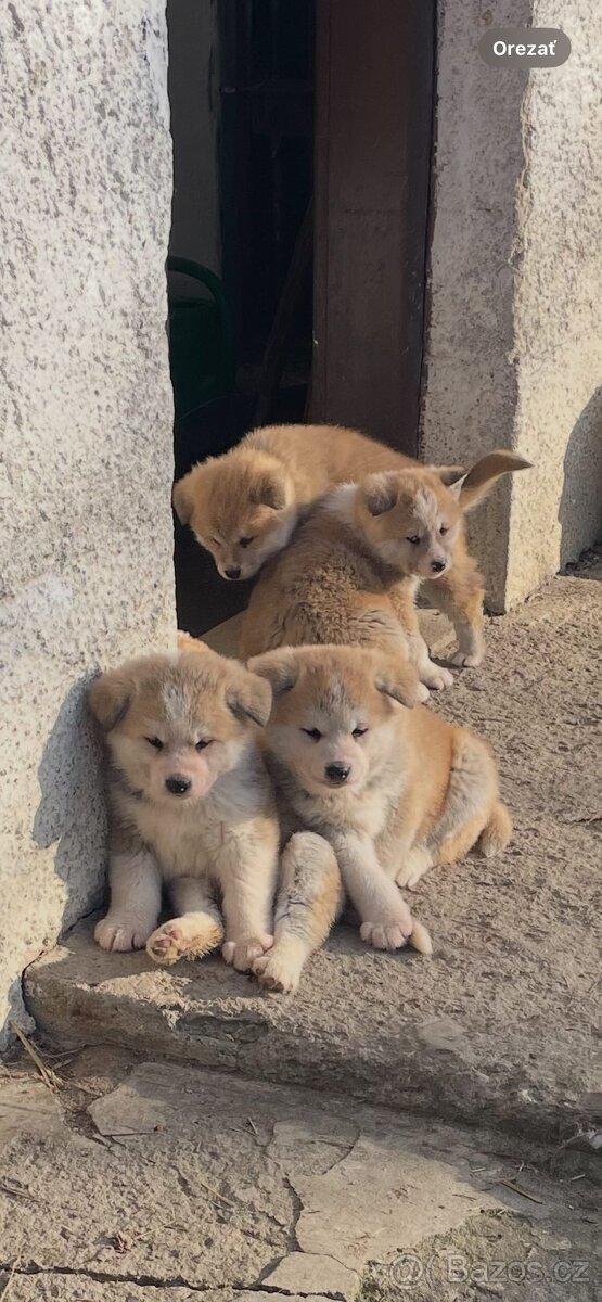 Akita inu šteňátka - 2