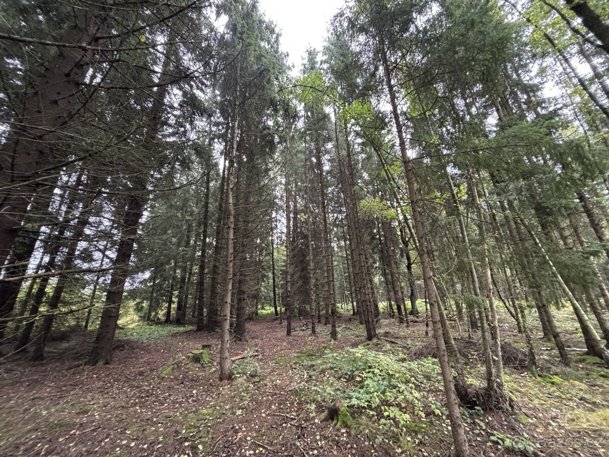 Prodej, pozemek, 7 967 m, 35, Čížkov - Chynín, Česko - 2