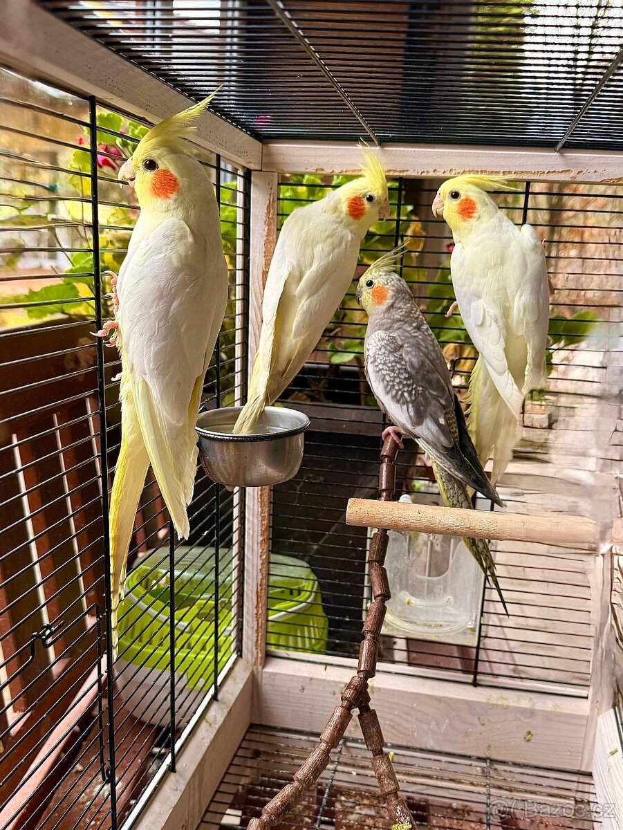 Korela chocholatá, lutino - 2