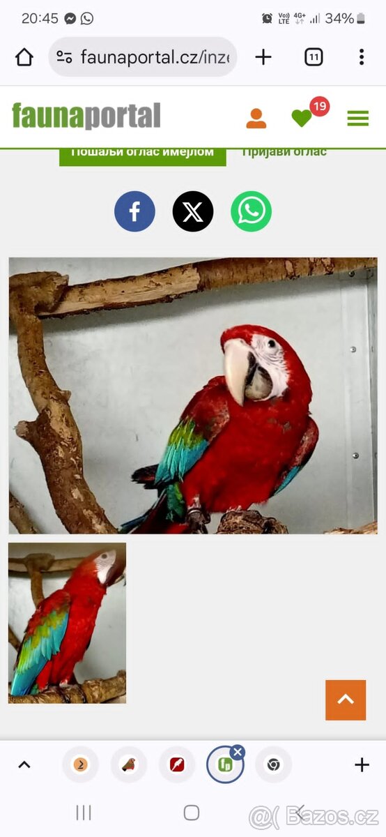 Ara zelenokřídlý 1.0 - 2