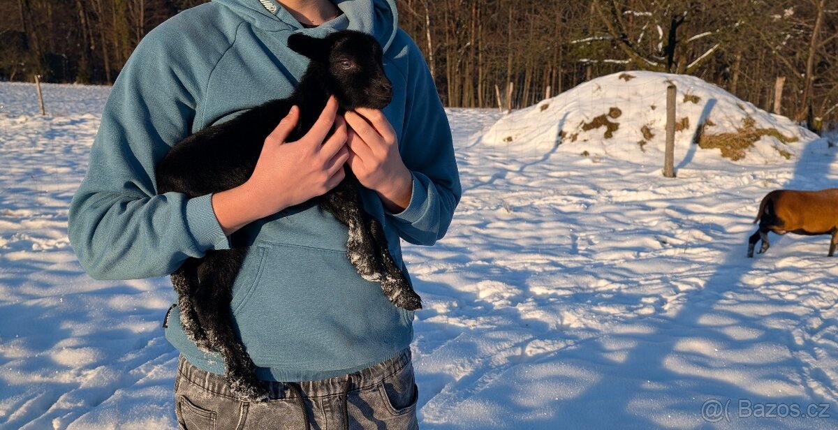 Beránek ovce kamerunské - 2