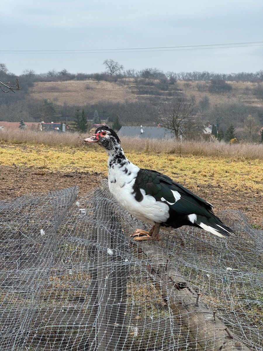 Kachny pižmové - 2