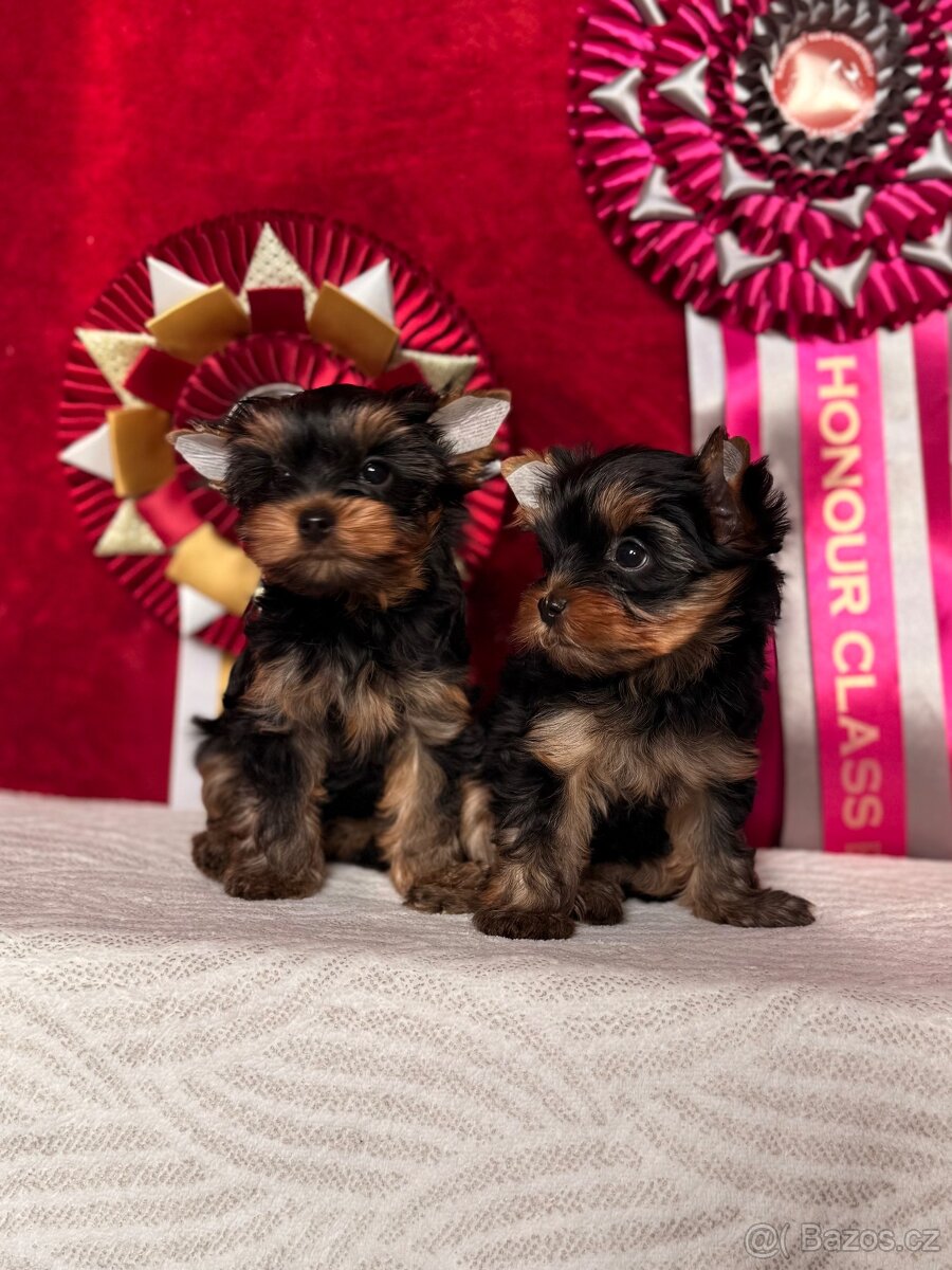 Yorkshire terrier, jorkšírsky terrier, york - 2