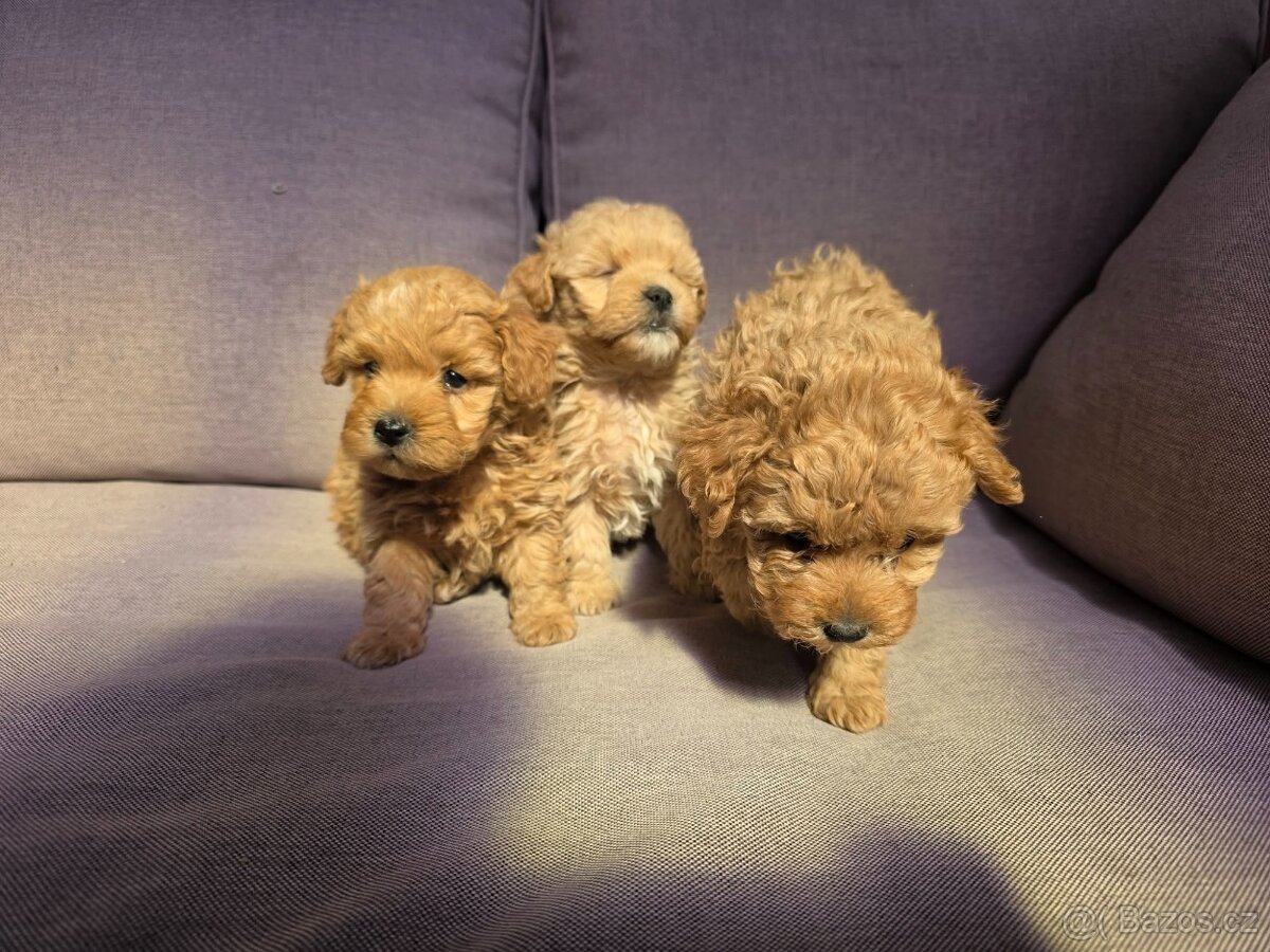 Maltipoo - 2