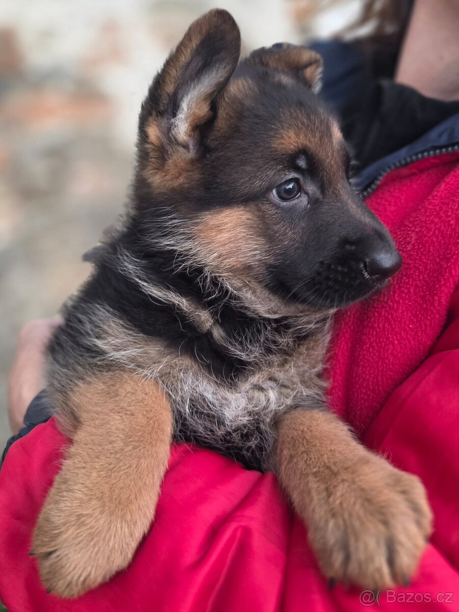 Německý ovčák - štěňata s PP - 2