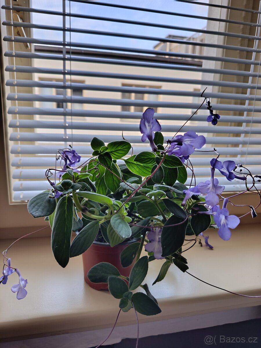 Streptocarpus saxorum (tořivka) - 2