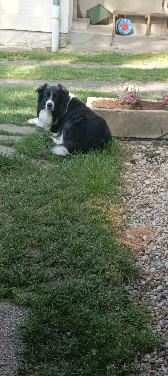 Krytí pes Border kolie - 2