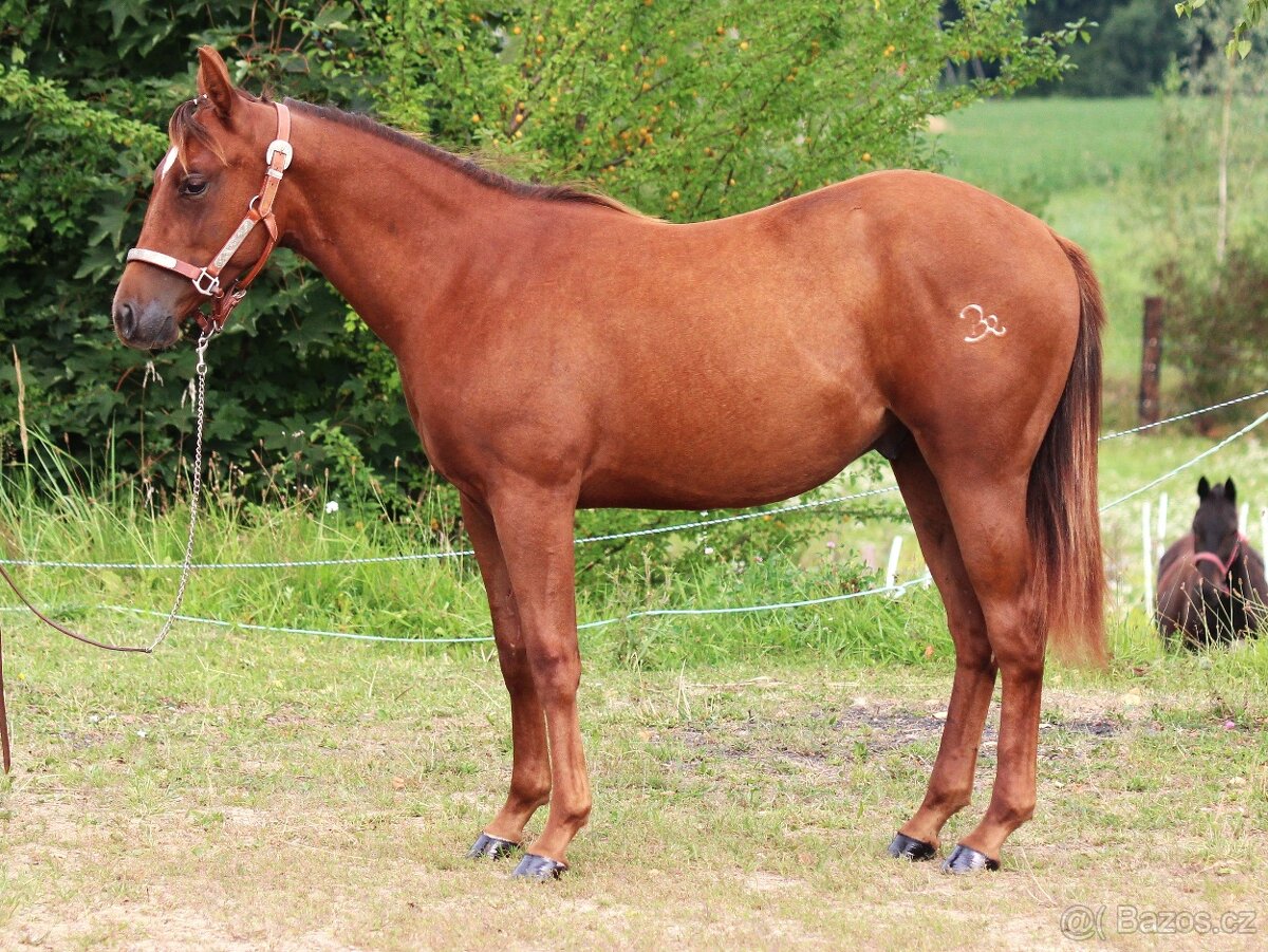 Na prodej: BR Walla Whiz Electric - 2