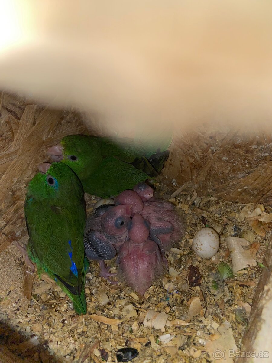 Papoušíček brýlatý - 2