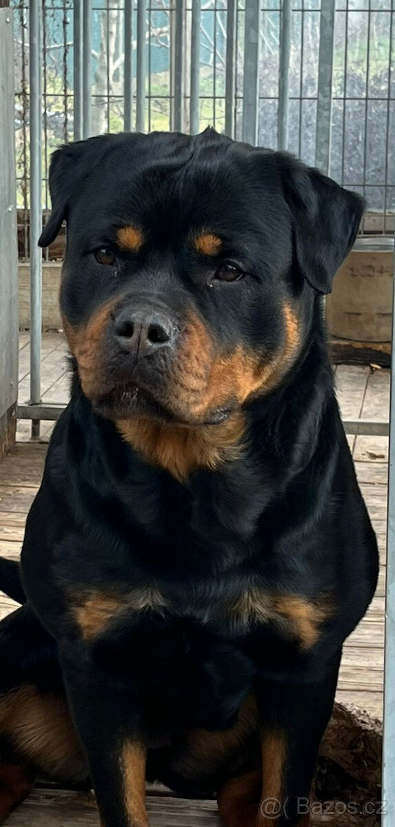 Rottweiler šteňatá - 2