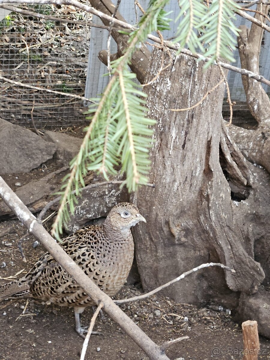Prodám krásný pár bažanta obecného - 2