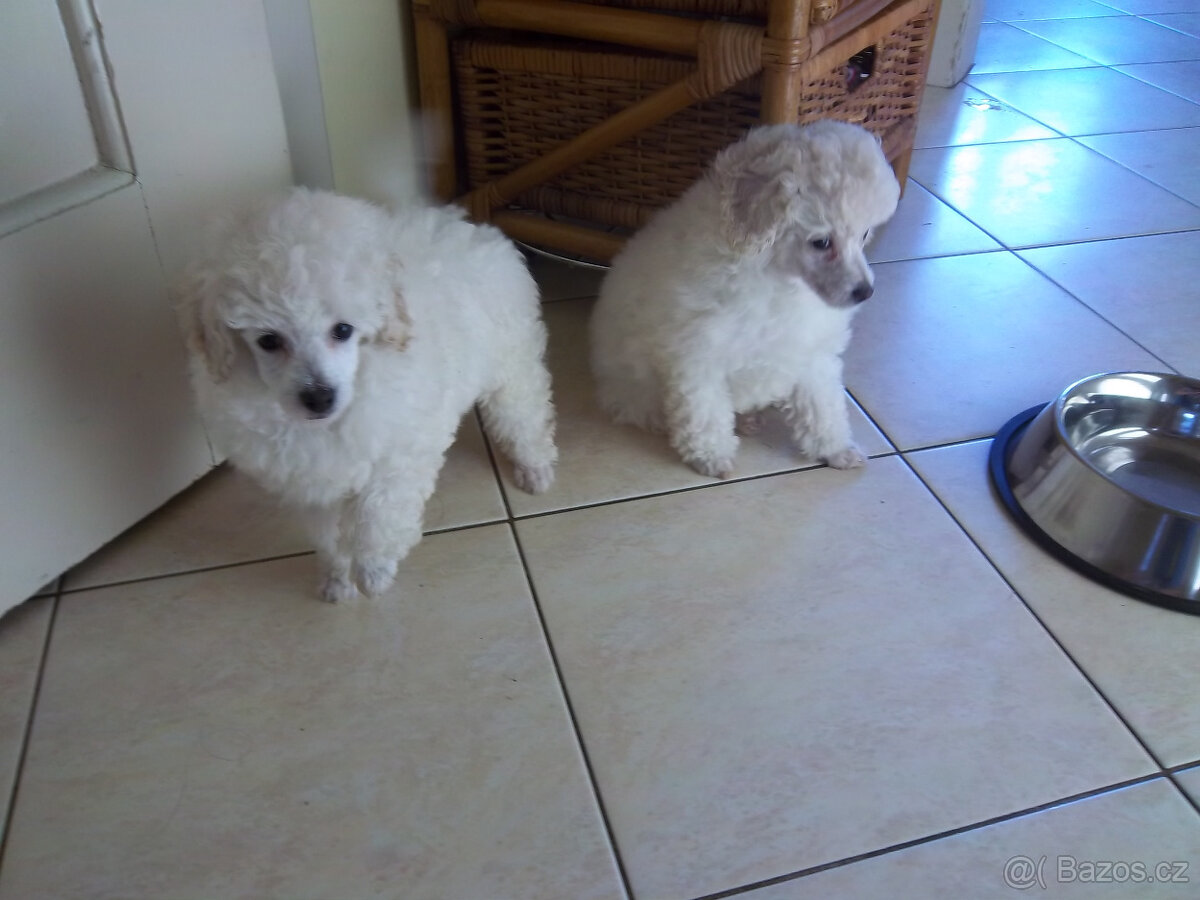 PUDL BÍLÝ TRPASLIČÍ - 2