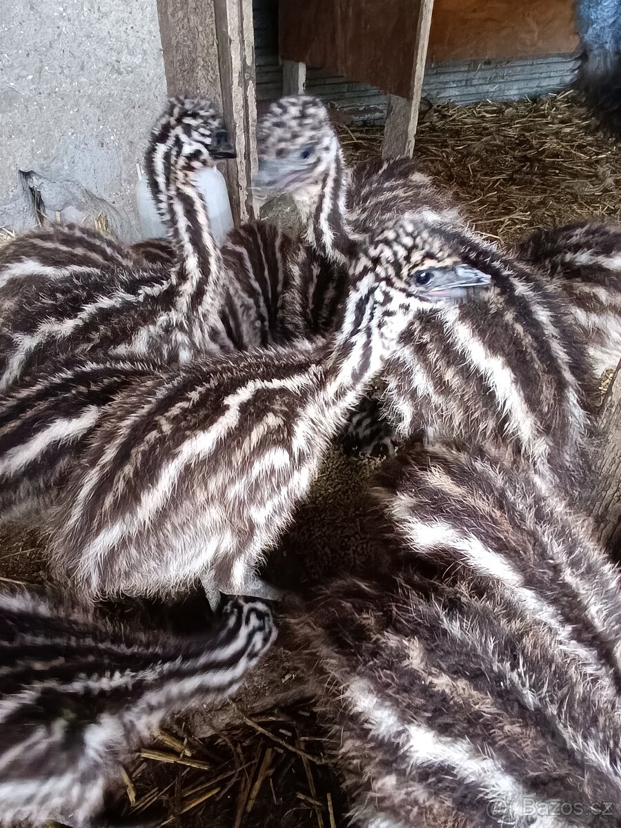 Emu hnedý - 2