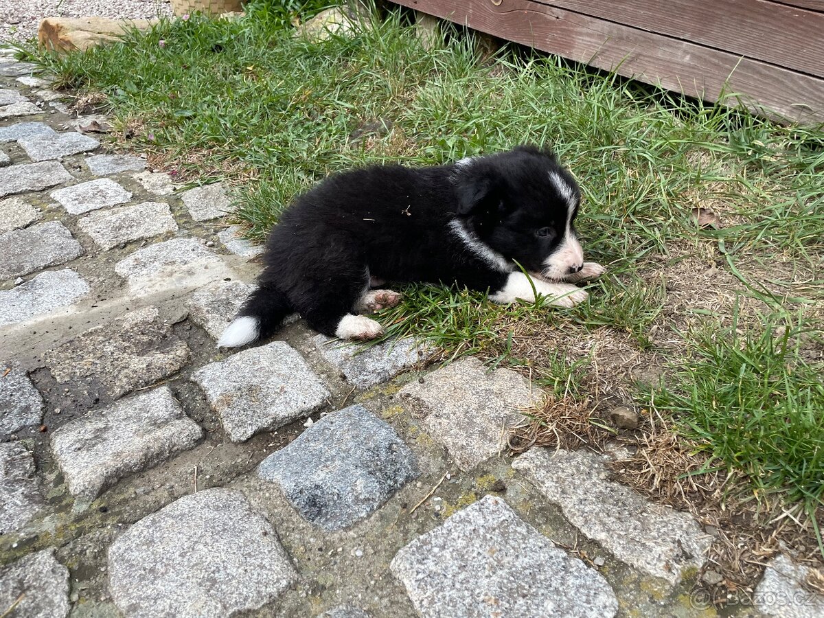 Border kolie - 2