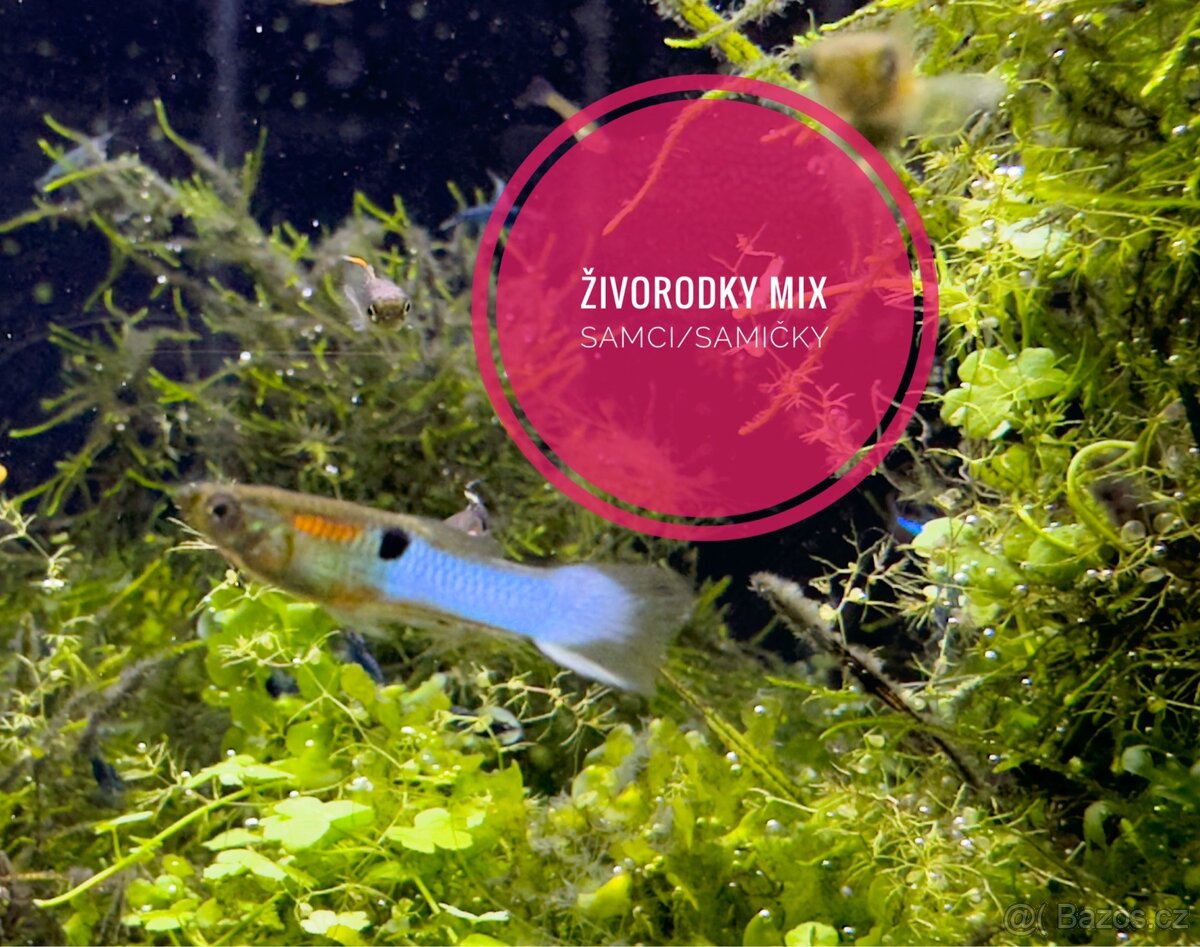 Živorodky MIX (endlerky) Samci/Samičky - 2