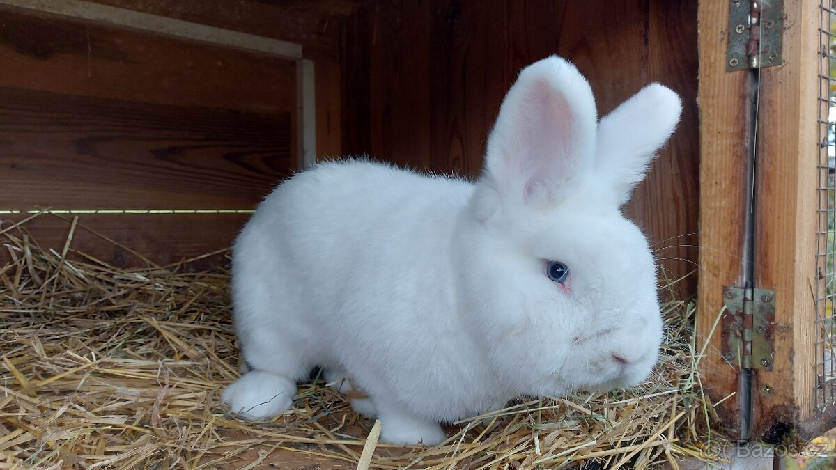 Vídeňský bílý - 2