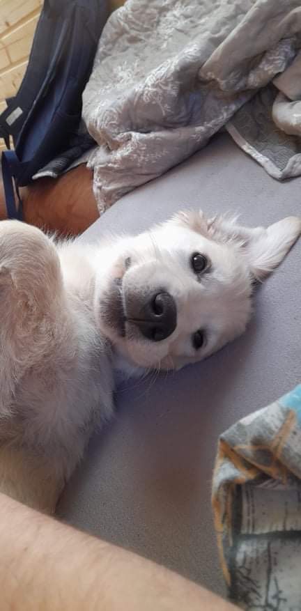 Zlatý retrívr ke krytí bez pp - 2