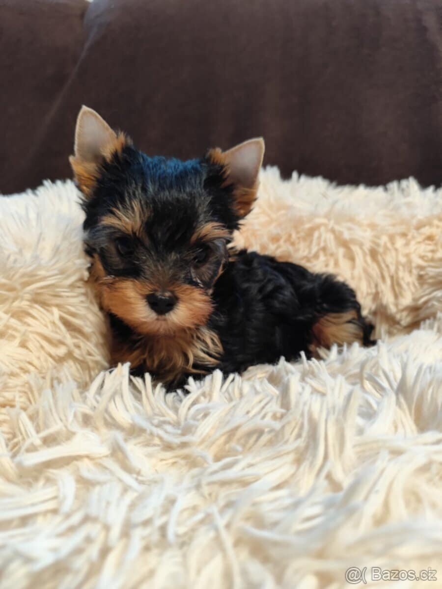 Jorkširsky terier - 2