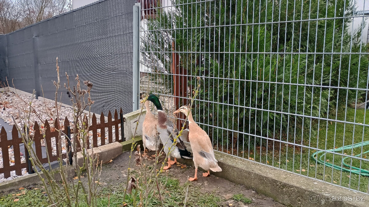 Indický běžec - 2