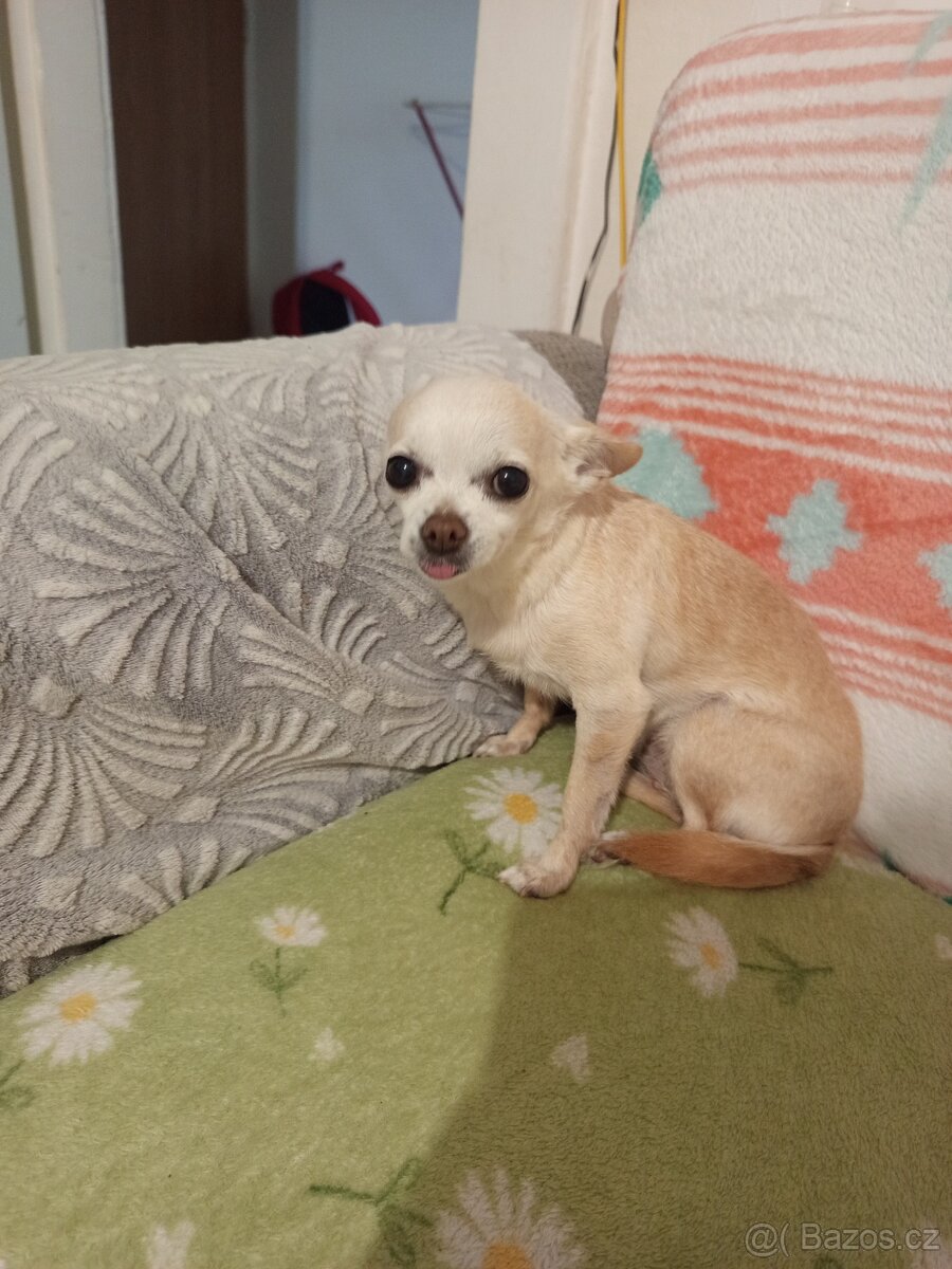 Čivava krátkosrstá - 2