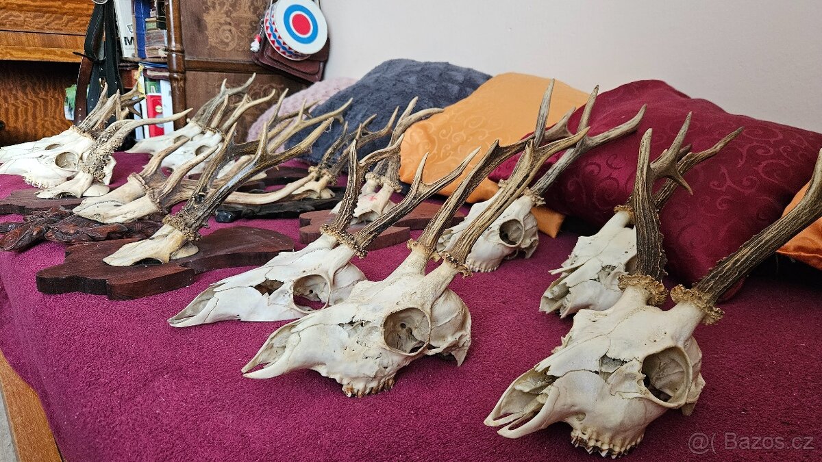 Srnčí paroží – celá sbírka 15 kusů (Brno) - 2