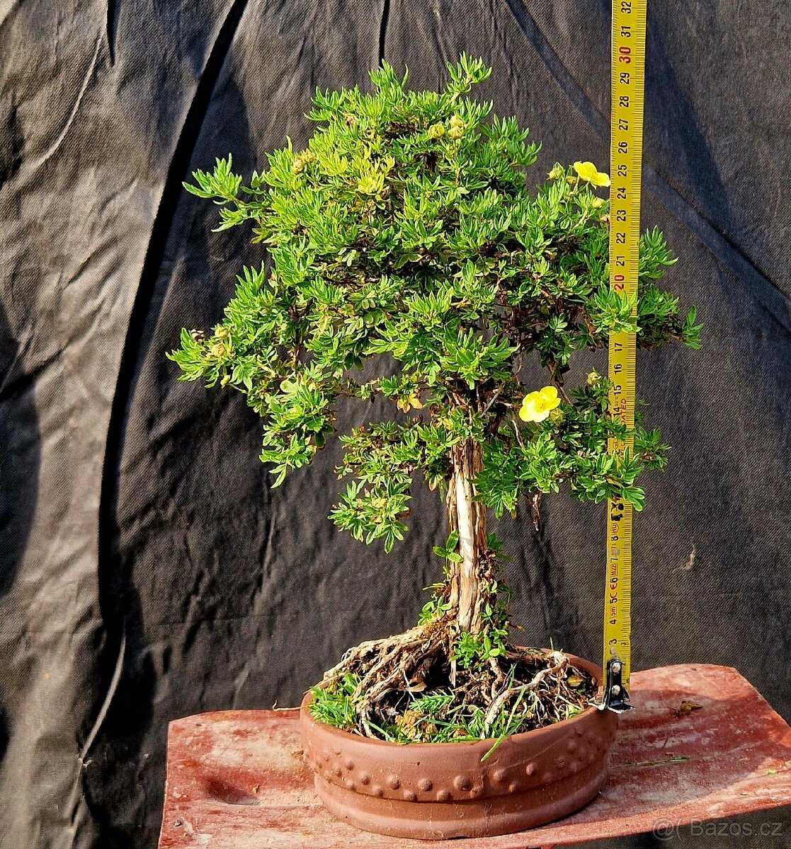 Bonsai, Bonsaj - Mochna 4 - 2