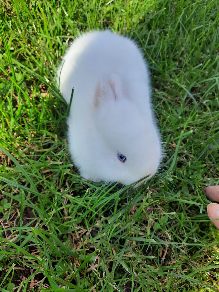 Zakrslý králíček - 2