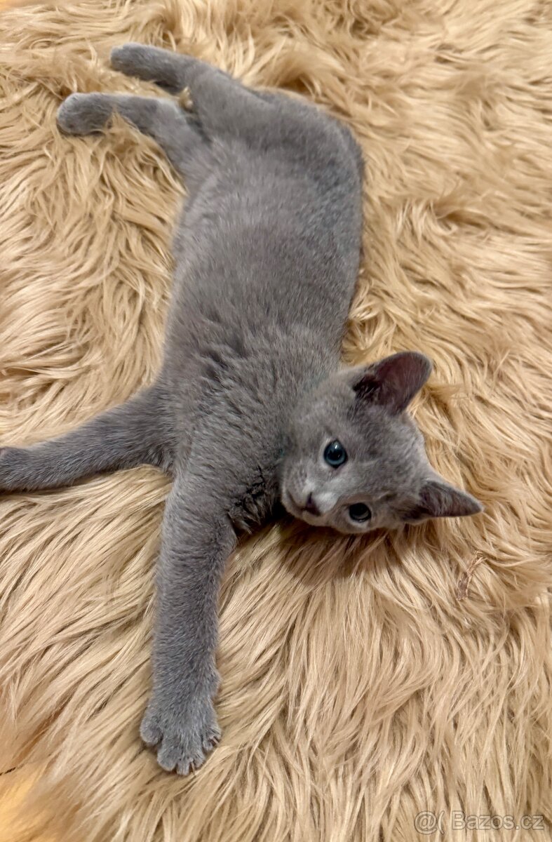 Ruská modrá, kocourek s PP - 2